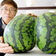 Illustration for article titled Check Out the Sexy Butt on These Watermelons